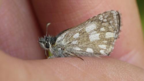 Réf. 362 089 : Pyrgus serratulae